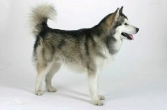 女子被狗撕碎左脸缝了500多针