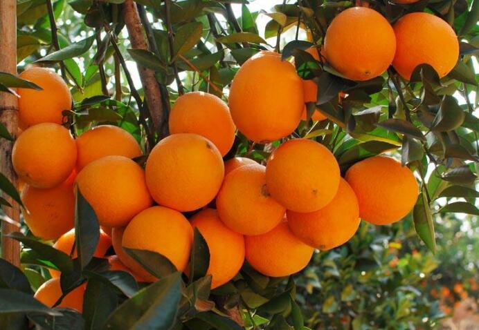 因侵犯“赣南脐橙”商标权，4嫌疑人及公司被判假冒注册商标罪