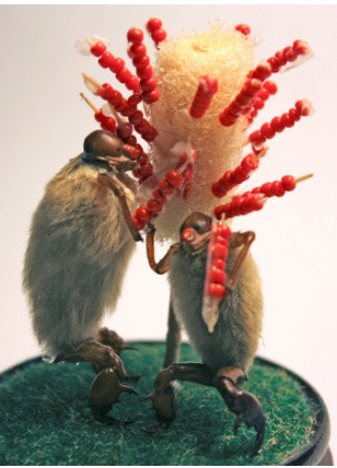 毛猴能通过专利保护吗？